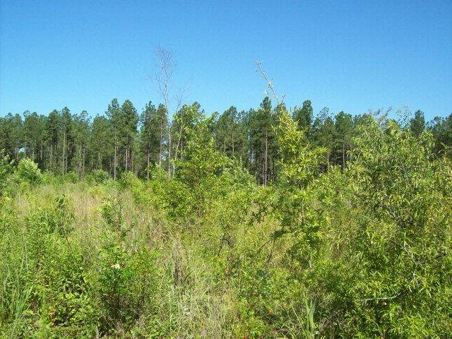 0 Fieldcrest Road, Barnwell, SC 29812