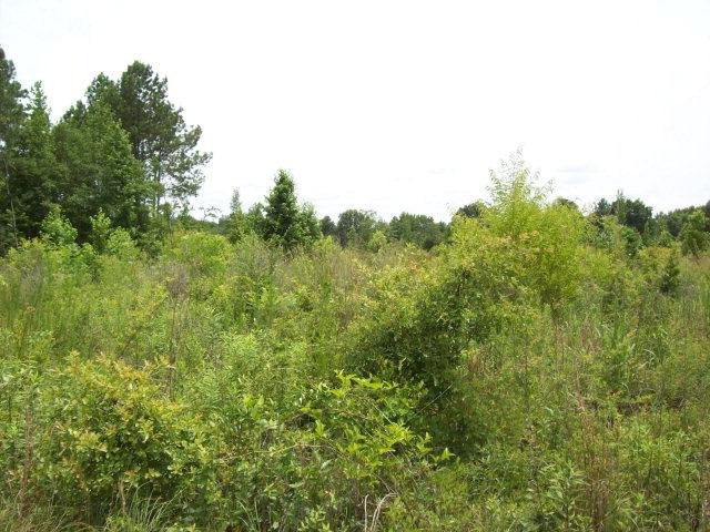 0 Fieldcrest Road, Barnwell, SC 29812