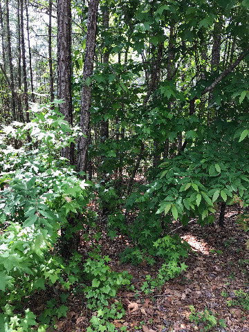 L14 B44 Laurens Drive, McCormick, SC 29835