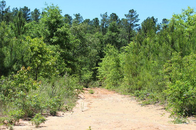 Parcel A Whittle Pond Rd., Williston, SC 29853