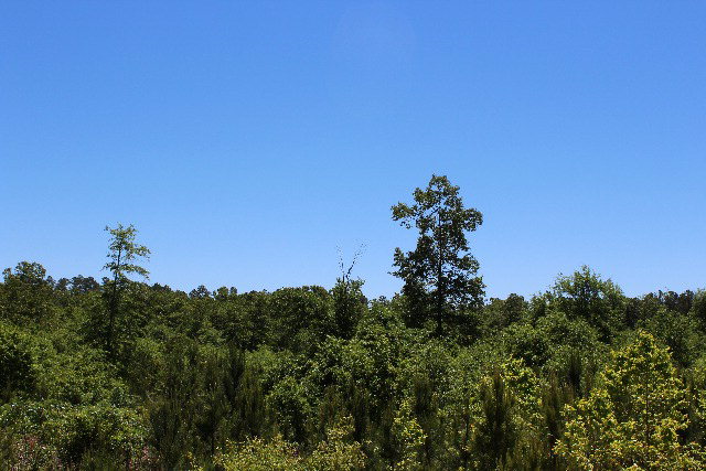 Parcel A Whittle Pond Rd., Williston, SC 29853