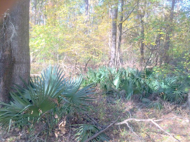 Lot 6 Gregory Lake Road, North Augusta, SC 29860