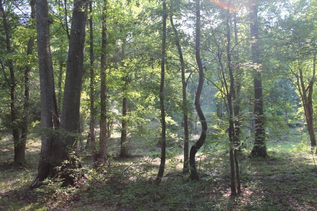 Lot 7 Gregory Lake Road, North Augusta, SC 29860