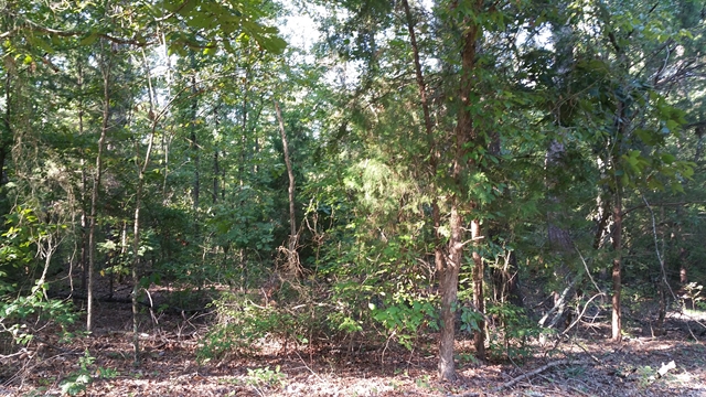 TBD CR 2101 Mountain Dr, Daingerfield, TX 75638