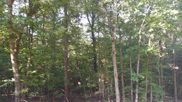 TBD CR 2101 Mountain Dr, Daingerfield, TX 75638