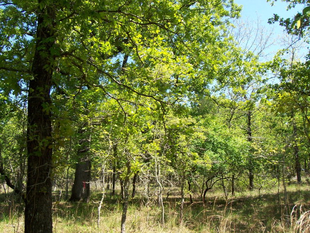 Lot 190 Trophy Point, Athens , TX 75751