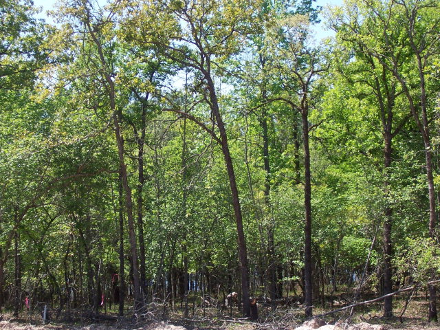 Lot 190 Trophy Point, Athens , TX 75751