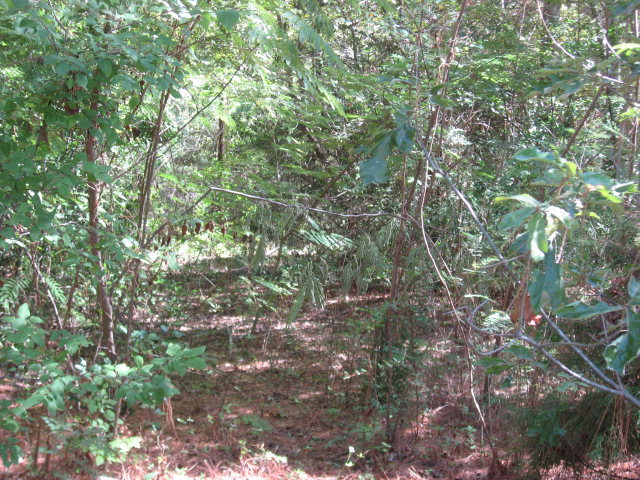 000 CR 3600, Brownsboro, TX 75756