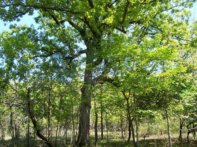 Lot 19 Trophy Pointe, Larue, TX 75770