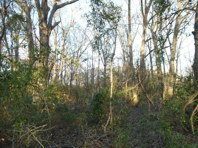 TBD FM 773, Murchison, TX 75778