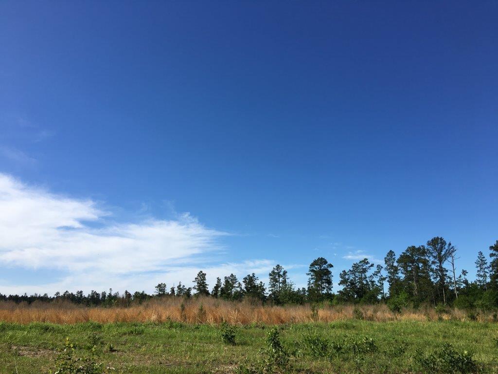 19 Ac FM 2989, Midway, TX 75852