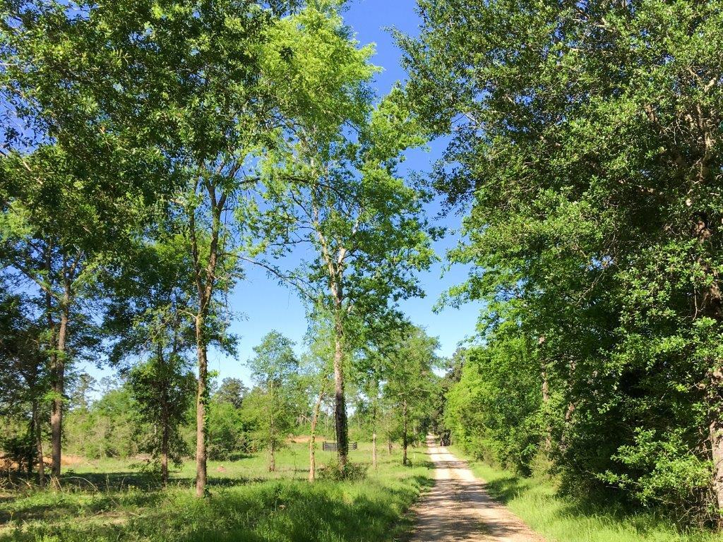 19 .8 ac FM 2989, Midway, TX 75852