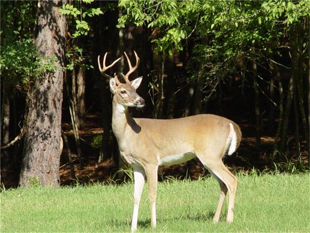 Tbd Greenway, Trinity, TX 75862