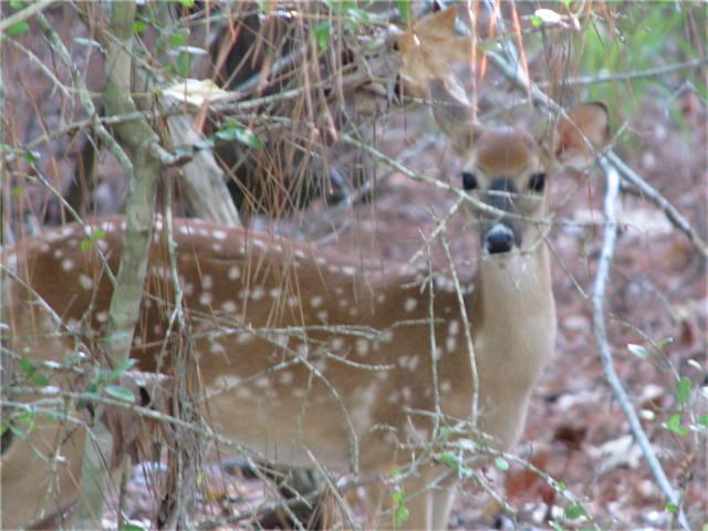 Tbd Greenway, Trinity, TX 75862