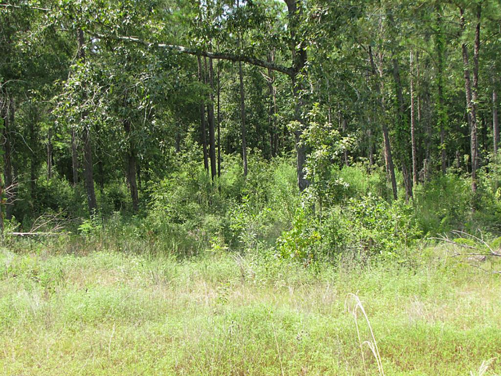 Tbd Reggie, Trinity, TX 75862