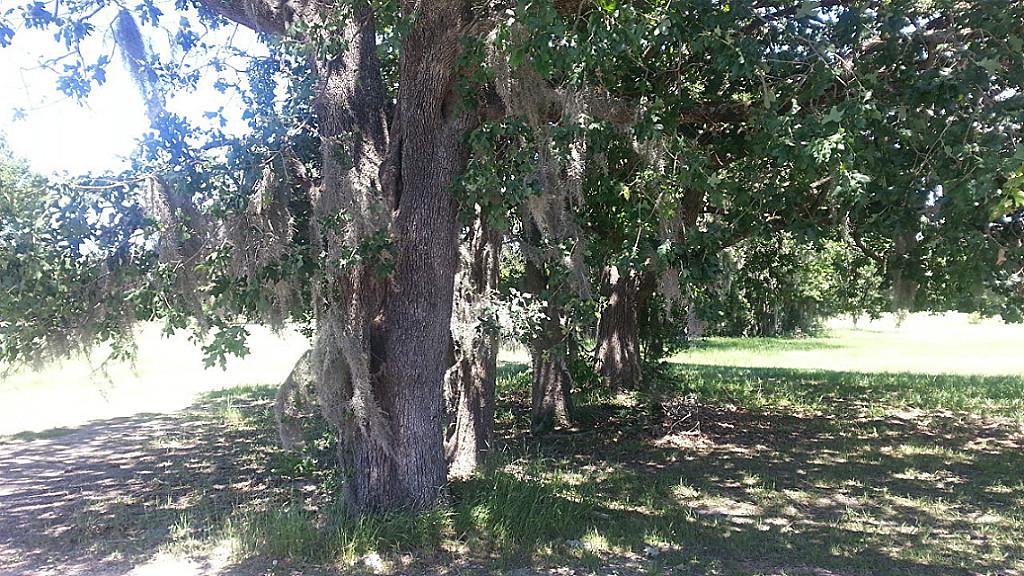 10 Brunswick Drive, Trinity, TX 75862