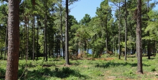 452 Old Tejas Trail E, Hemphill, TX 75948
