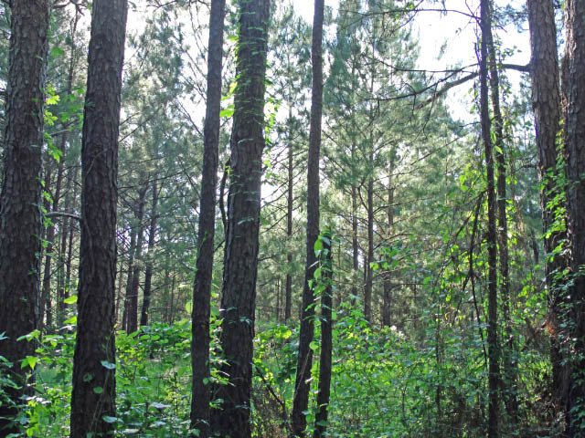 0 CR 200, Jasper, TX 75951