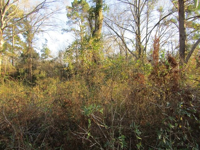 0000 Georgetown Loop, Kirbyville, TX 75956