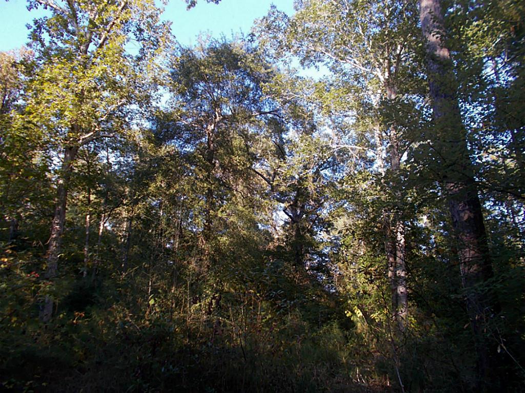 470 Stonehenge, Woodville, TX 75979