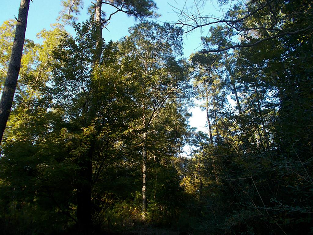 470 Stonehenge, Woodville, TX 75979
