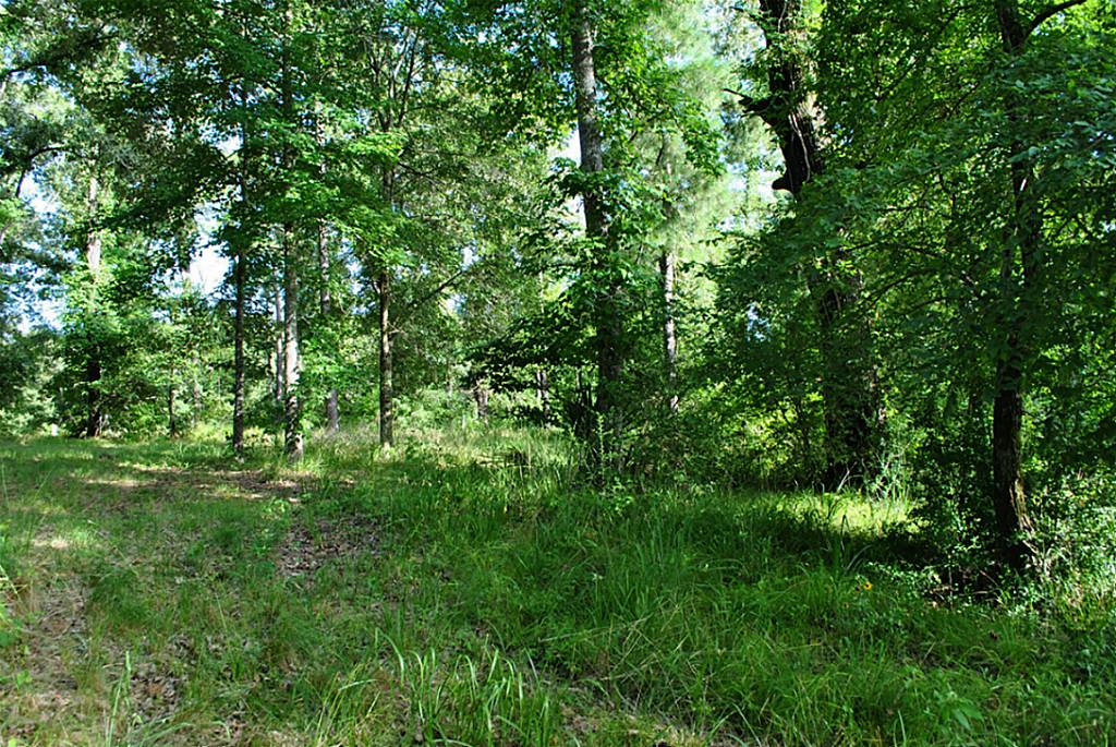 18 Hillsborough, Huntsville, TX 77340