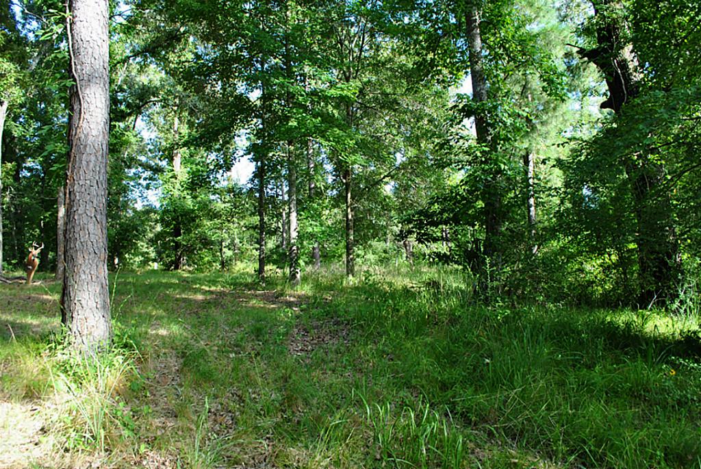 18 Hillsborough, Huntsville, TX 77340