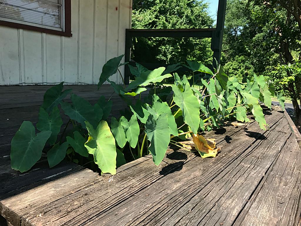 701 Avenue M, Huntsville, TX 77340