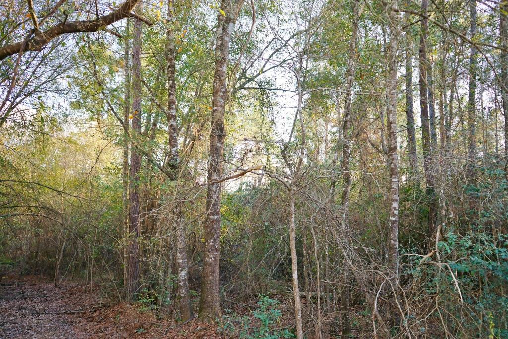 Tbd Magnolia Wood, Livingston, TX 77351