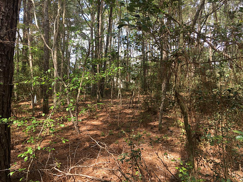 000 Lazy Hollow Lane, Livingston, TX 77351