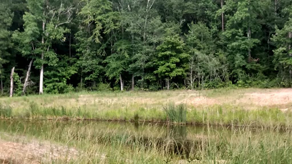 7011 Woodlake Trail, Magnolia, TX 77354