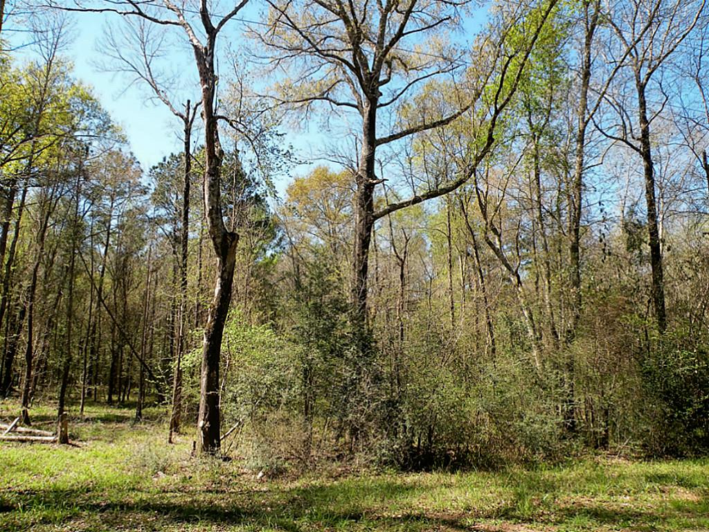 Tba Charred Oak Lane, New Waverly, TX 77358