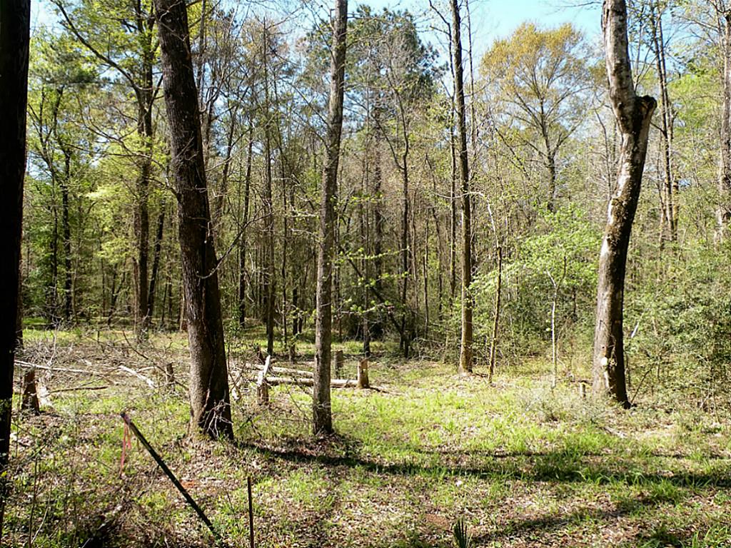 Tba Charred Oak Lane, New Waverly, TX 77358