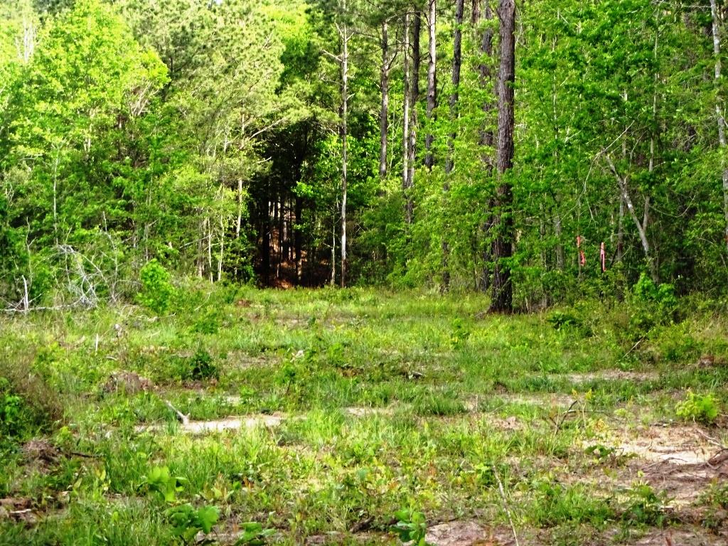 6a Felix Curry, Oakhurst, TX 77359