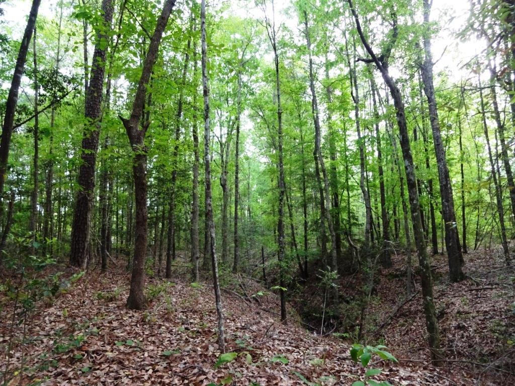 6a Felix Curry, Oakhurst, TX 77359