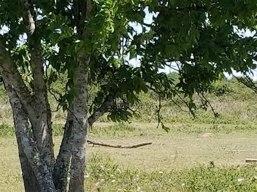 0000000 County Rd 248, Lissie, TX 77454
