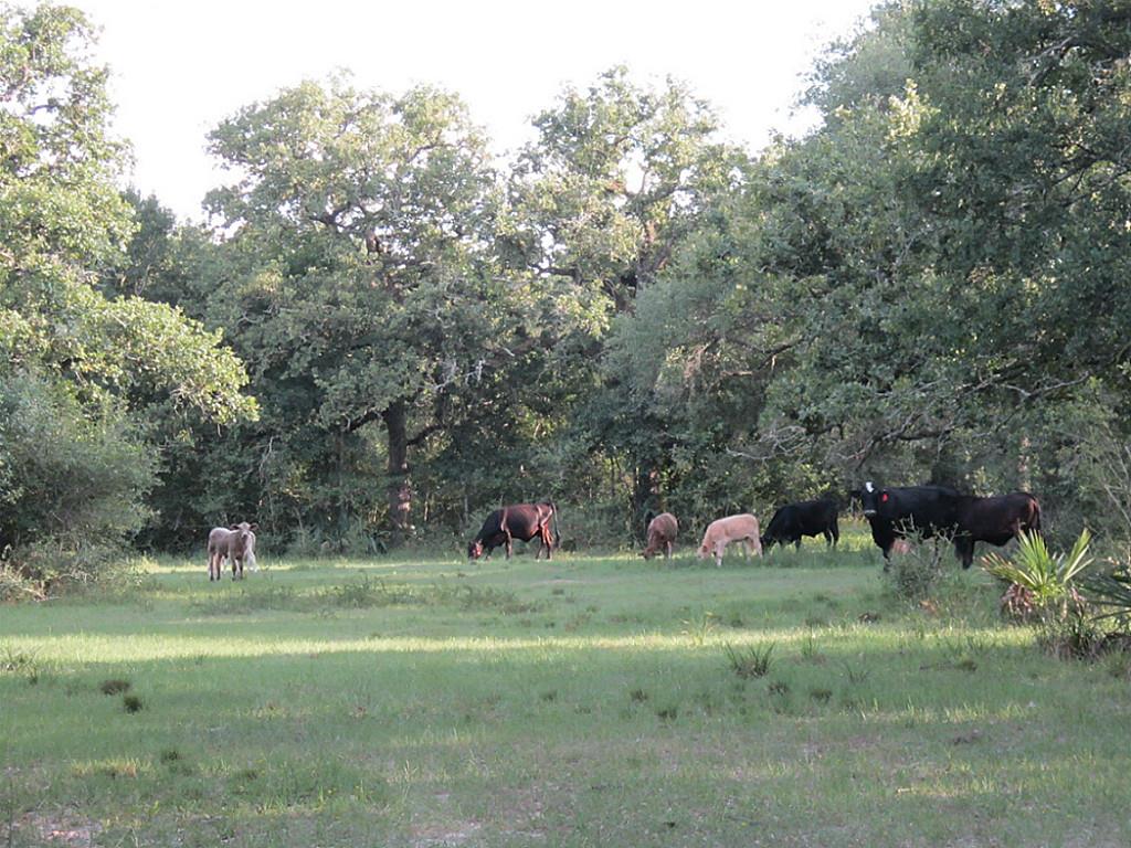 00 County Rd 319, Louise, TX 77455