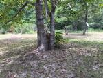 6502 BUCHANAN DR ,TX, Saratoga, 77585