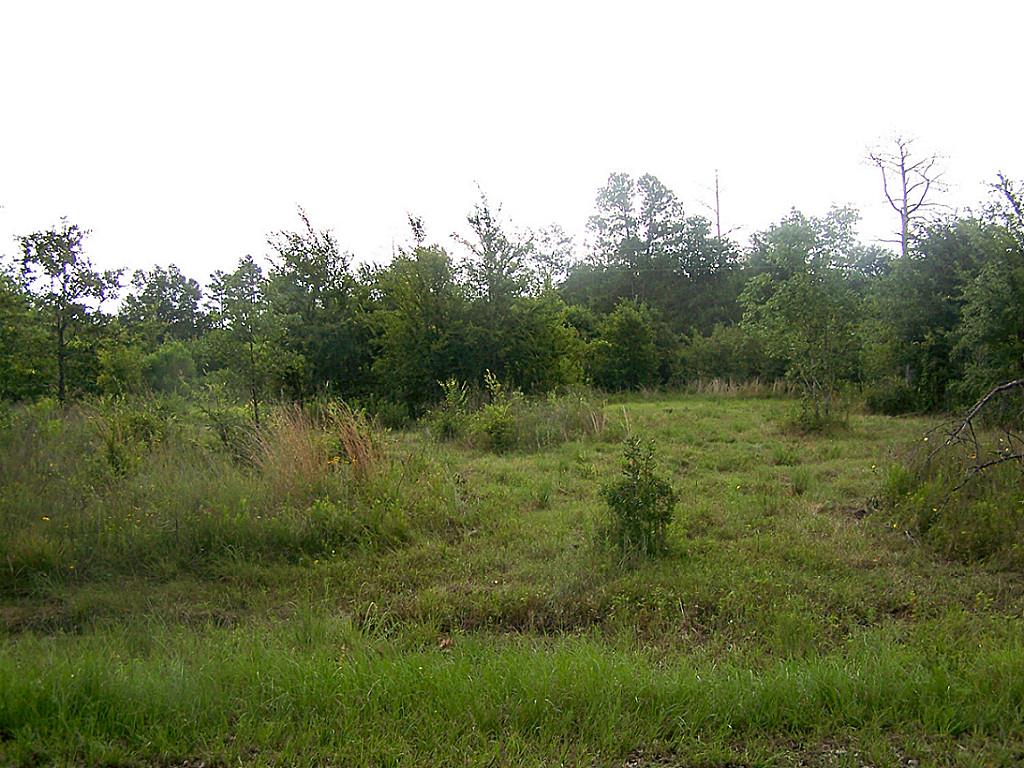 10 Ac Morgan Road, Bedias, TX 77831