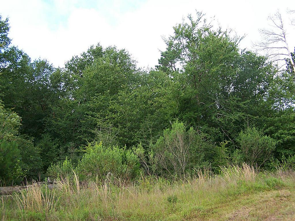 10 Ac Morgan Road, Bedias, TX 77831