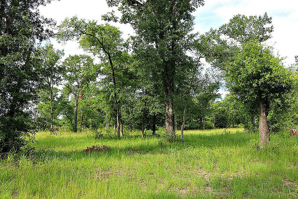 10222 Wessex Bnd, Iola, TX 77861