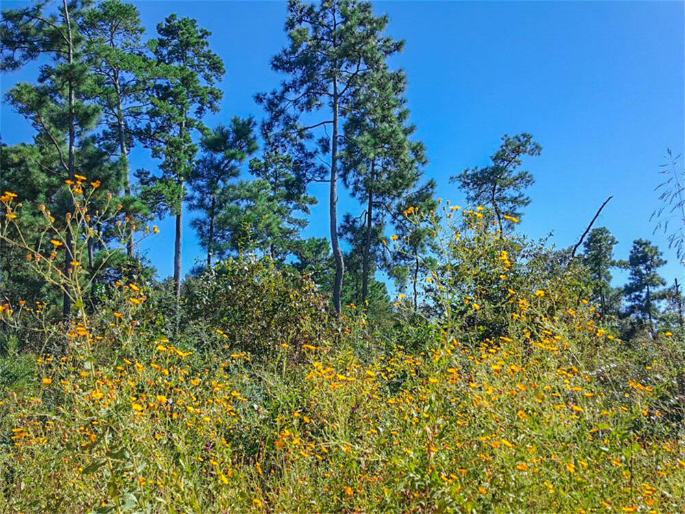 Lot 30 N Hill Road, Navasota, TX 77868