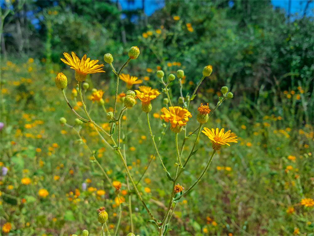 Lot 30 N Hill Road, Navasota, TX 77868