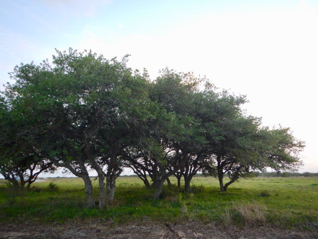 20 Essence Drive, Victoria, TX 77905