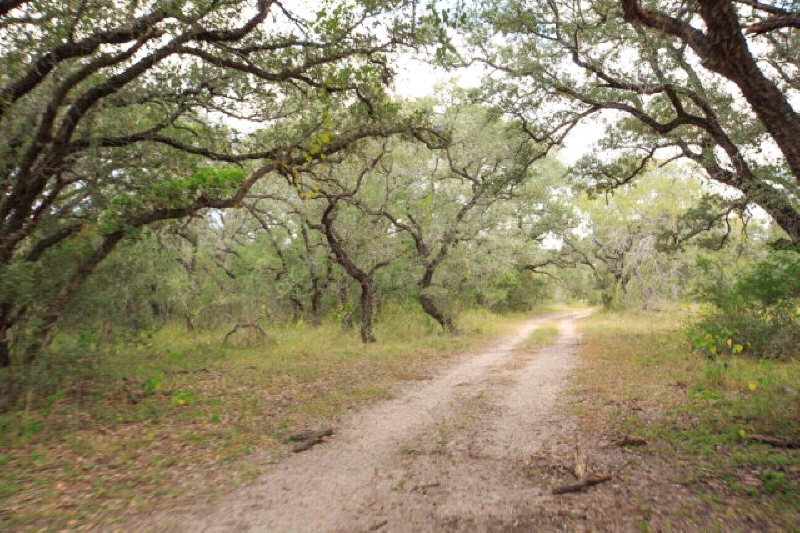 424.08 Acres Hwy 59, Berclair, TX 78107