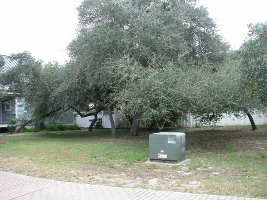 202 Coastal Wildwood Dr
