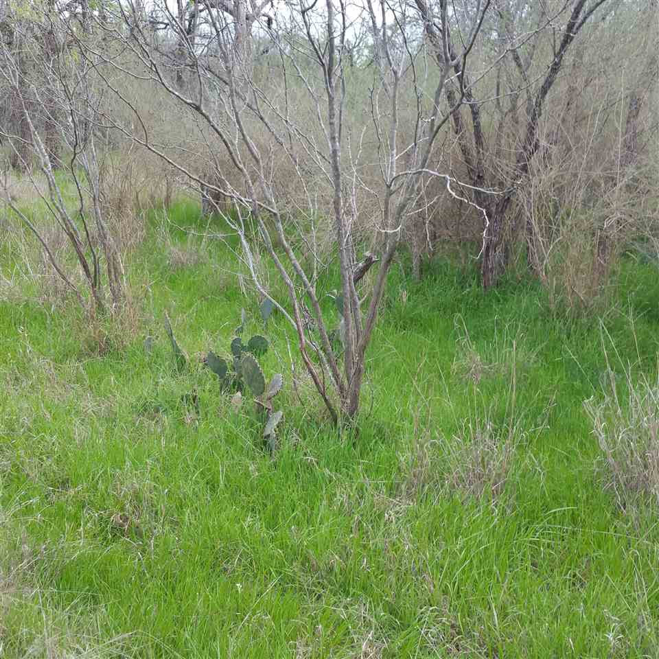 Persimmon, Granite Shoals, TX 78654