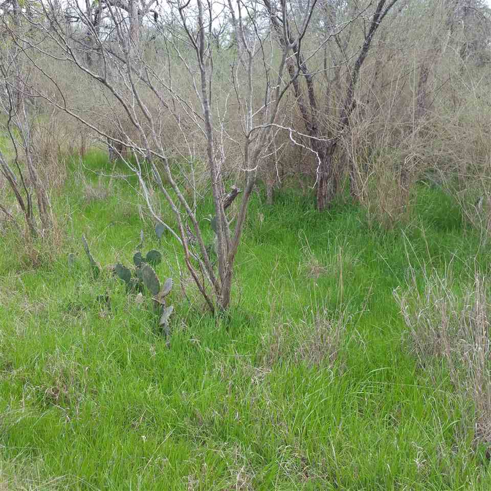 Persimmon, Granite Shoals, TX 78654