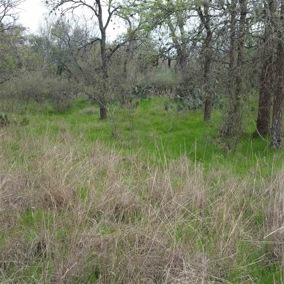Persimmon, Granite Shoals, TX 78654