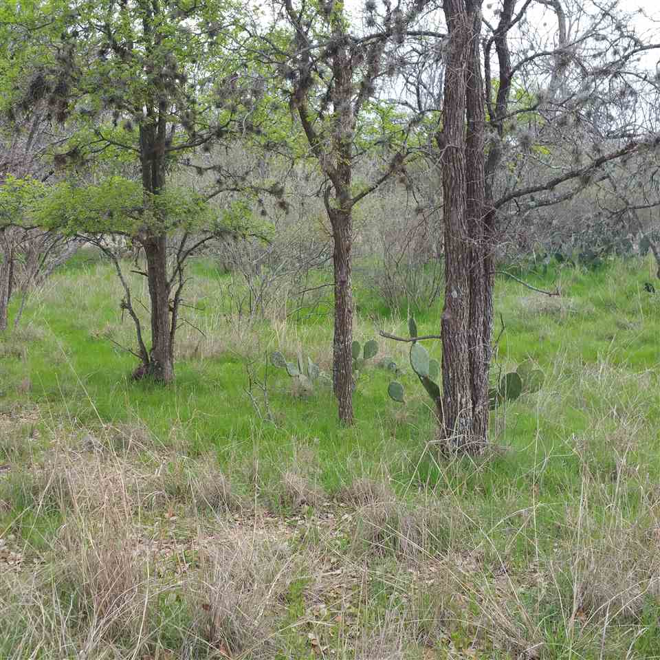 Persimmon, Granite Shoals, TX 78654